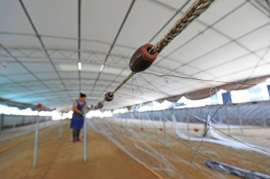 LUANNAN COUNTY, Çin - 19 Temmuz 2021: işçiler Çin 'deki bir balıkçı ağı işleme tesisinde yengeç ağlarını elle işliyorlar