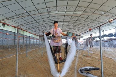 LUANNAN COUNTY, Çin - 19 Temmuz 2021: işçiler Çin 'deki bir balıkçı ağı işleme tesisinde yengeç ağlarını elle işliyorlar