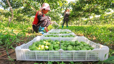 LUANNAN COUNTY, Çin - 25 Ağustos 2021: Çiftçiler Kuzey Çin 'deki çiftlikte yumuşak tarih ve kiwifruit topluyorlar