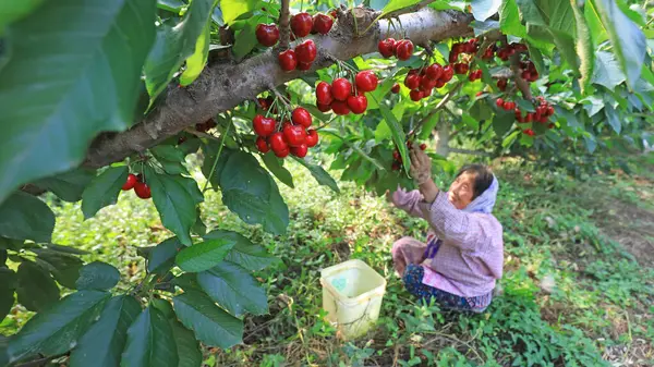 stock image LUANNAN, China - June 15, 2021: farmers harvest cherries in orchards, North China