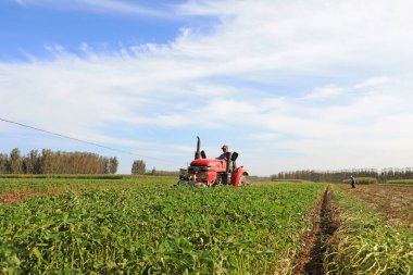 LUANNAN COUNTY, Çin - 17 Eylül 2021: çiftçiler Kuzey Çin 'deki tarlalarda fıstık toplamak için tarım makineleri kullanıyorlar
