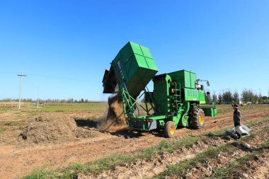 LUANNAN COUNTY, Çin - 22 Eylül 2021: Fıstık hasatçıları ezilmiş yerfıstığı bitkilerini boşaltıyorlar, Kuzey Chin