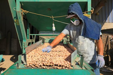 LUANNAN COUNTY, Çin - 22 Eylül 2021: İşçiler Kuzey Çin 'deki fıstık işleme hattı üzerinde sıkı çalışıyorlar