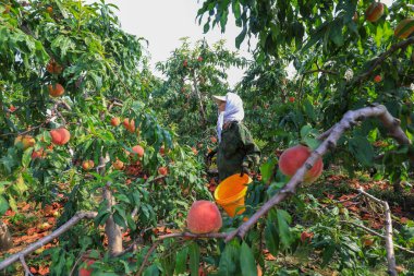 LUANNAN COUNTY, Çin - 23 Eylül 2021: çiftçiler Kuzey Çin 'deki bir çiftlikte meyve bahçelerinde olgun taze şeftaliler hasat ediyorlar.