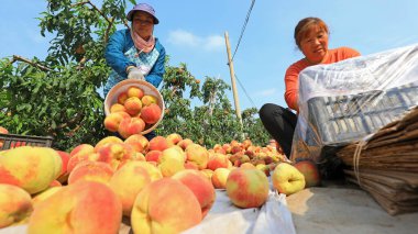 LUANNAN COUNTY, Çin - 23 Eylül 2021: çiftçiler Kuzey Çin 'deki bir çiftlikte meyve bahçelerinde olgun taze şeftalileri sınıflandırıyorlar.