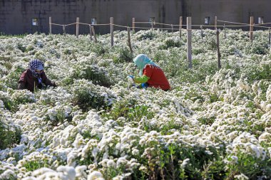 Çiftçiler, Kuzey Çin 'deki tarlalarda beyaz kasımpatı topluyorlar.