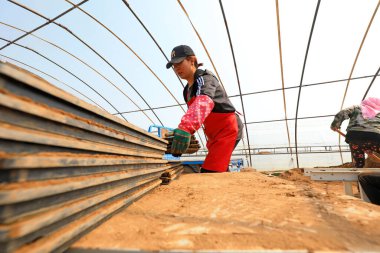 LUANNAN COUNTY, Hebei Eyaleti, Çin - 7 Nisan 2021: Çiftçiler seraya pirinç ekiyor