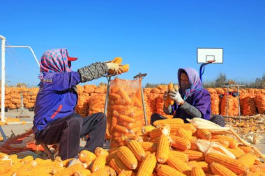 LUANNAN COUNTY, Çin - 22 Ekim 2021: çiftçiler ceplerine kuru mısır koydu, Kuzey Çin