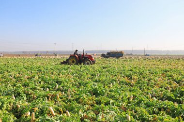 LUANNAN COUNTY, Çin - 27 Ekim 2021: çiftçiler Kuzey Çin 'deki tarlalarda beyaz turp toplamak için tarım makineleri kullanıyorlar