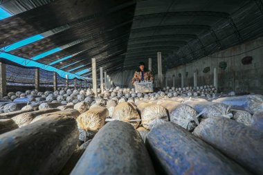 LUANNAN COUNTY, Çin - 11 Kasım 2021: Çiftçiler Kuzey Chin 'deki serada yenilebilir mantar hasat ediyorlar