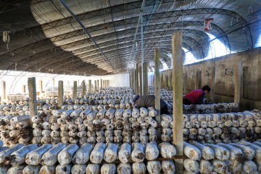 LUANNAN COUNTY, Çin - 11 Kasım 2021: Çiftçiler Kuzey Çin 'deki serada yenilebilir mantar hasat ediyorlar