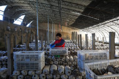 LUANNAN COUNTY, Çin - 13 Kasım 2021: çiftçiler Kuzey Çin 'deki seralarda yenilebilir mantar topluyorlar