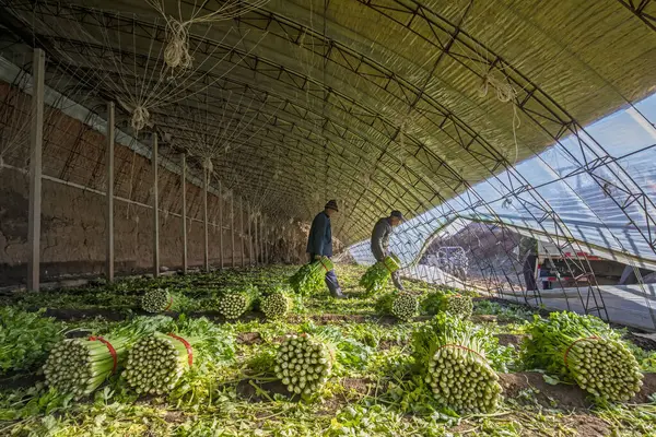 stock image LUANNAN COUNTY, China - November 24, 2021: farmers carry celery in a greenhouse, North China