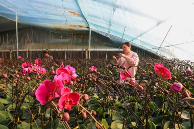 LUANNAN COUNTY, Çin - 28 Aralık 2021: Çiftçiler Kuzey Çin 'deki Phalaenopsis' in icabına bakıyorlar
