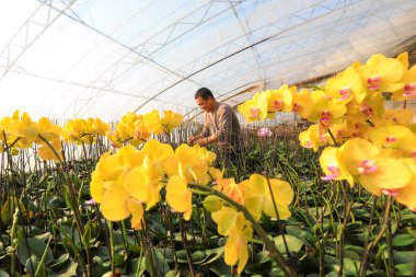 LUANNAN COUNTY, Çin - 28 Aralık 2021: Çiftçiler Kuzey Çin 'deki Phalaenopsis' in icabına bakıyorlar