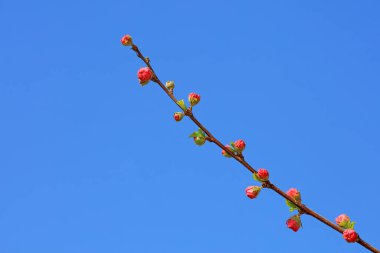 Bahçede çiçek açan erik çiçekleri, Kuzey Çin