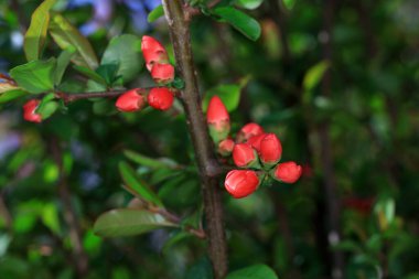 Begonya 'nın çiçeği Kuzey Çin' deki botanik bahçesinde.