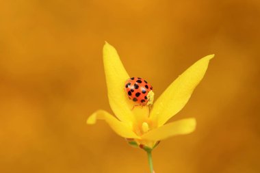 Harmonia axyridis, Kuzey Çin 'deki çiçeklerin polenini kavrıyor