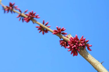 Bauhinia botanik bahçesinde çiçek açmış, Kuzey Çin