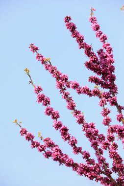 Kuzey Çin 'deki botanik bahçesinde çiçek açan Bauhinia çiçekleri