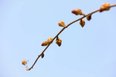 Güzel Wisteria tomurcukları botanik bahçesinde, Kuzey Çin