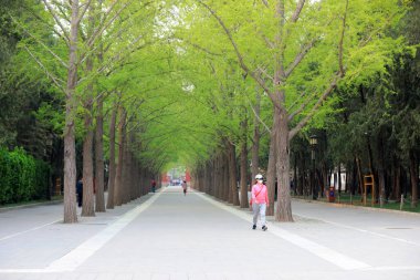 Parktaki yeşillik ağaçları, Pekin