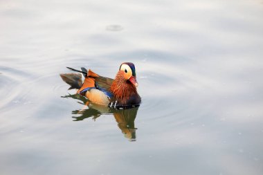 Gölette güzel su kuşları ve mandalina ördekleri, Pekin