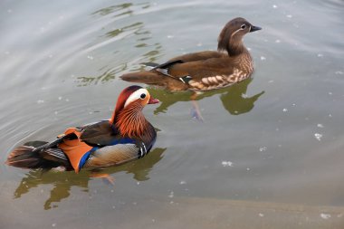 Gölette güzel su kuşları ve mandalina ördekleri, Pekin