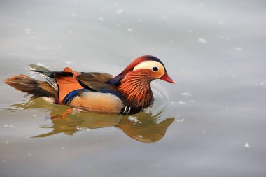 Gölette güzel su kuşları ve mandalina ördekleri, Pekin