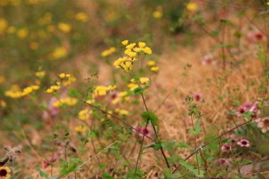 Botanik bahçesinde yabani çiçekler açıyor, Pekin