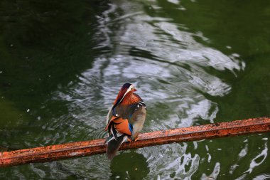 Suda güzel mandalina ördekleri, Pekin Parkı, Pekin