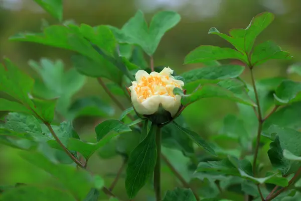 stock image Peonies in full bloom in the park, Beijing