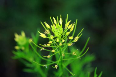 Artemisia çiçeğine yaklaş