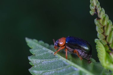 Kuzey Çin 'deki yabani bitkilerin üzerindeki yaprak böceği.