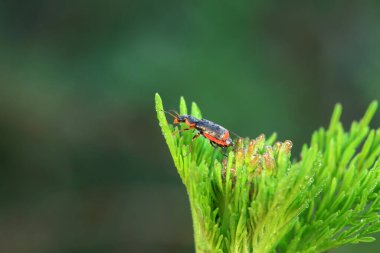 Kuzey Çin 'deki yabani bitkilerin üzerindeki güzel böcekler.