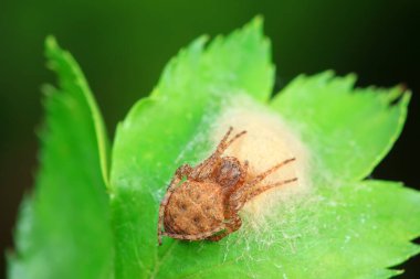 Spiders in the wild, North China clipart