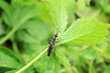 Kuzey Çin 'de yabani arı böcekleri