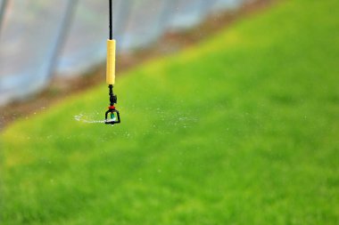 Mikro fıskiye sulama ekipmanları Kuzey Çin 'deki bir çiftlikte pirinç filizleme yatağında.