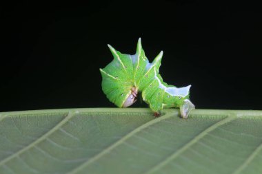 Lepidoptera larvaları vahşi doğada, Kuzey Çin