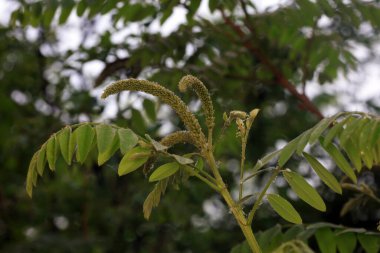 Amorfa fruticosa çiçekleri Kuzey Çin 'deki botanik bahçesindedir.