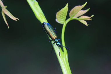 Kolaoptera böceği -- yeşil Daphne Genkwa, Kuzey Çin