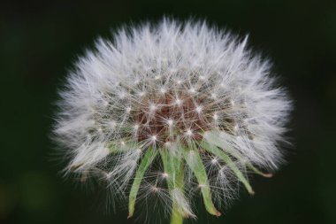 Vahşi doğada vahşi bitki karahindiba, Kuzey Çin