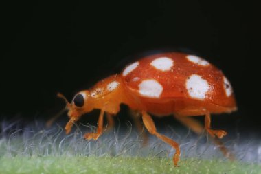 Kuzey Çin 'deki yabani bitkilerde uğur böcekleri