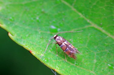 Lepidoptera böcekleri vahşi doğada, Kuzey Çin