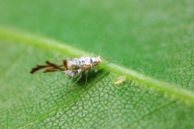 Vahşi doğada yaprak bitleri, Kuzey Çin