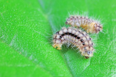 Lepidoptera larvaları vahşi doğada, Kuzey Çin