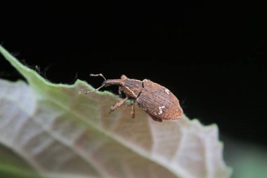 Yabani bitkiler, Kuzey Çin