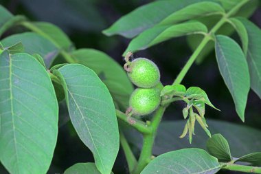 Yeşil ceviz dalları, Kuzey Çin