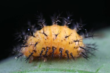 Kuzey Çin 'deki yabani bitkilerde uğur böcekleri