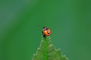 Vahşi doğada hemiptera böcekleri, Kuzey Çin